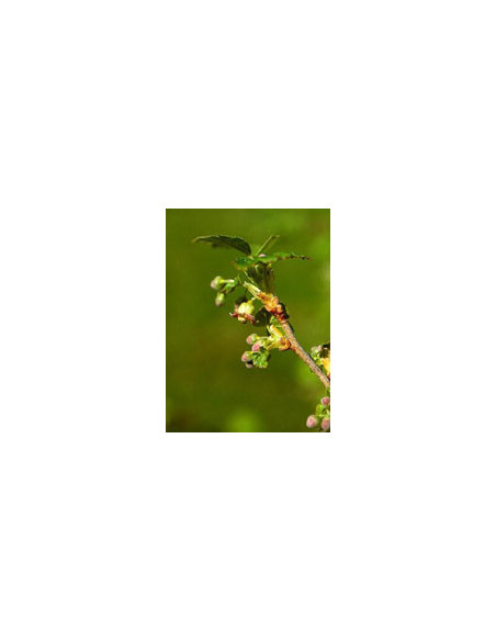 Msa ribes nigrum 50ml