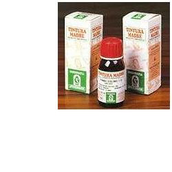 Erysimum off 50ml tm specchias