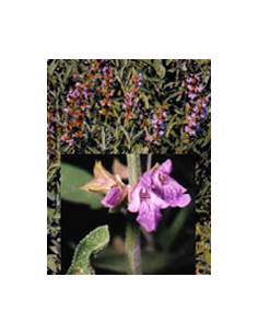 Tsa salvia officinal 50ml