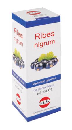 Image of Ribes nigrum mg 100ml gtt cod085