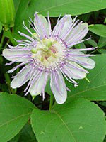 Tsa passiflora incarnata 50 ml