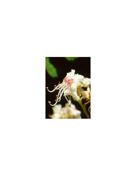 Msa aesculus hippoca 50ml