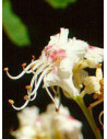 Msa aesculus hippoca 50ml