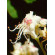 Msa aesculus hippoca 50ml