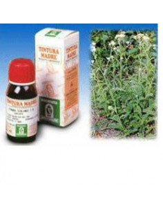 Achillea 50ml tm specchiasol