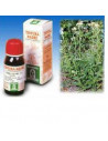 Achillea 50ml tm specchiasol