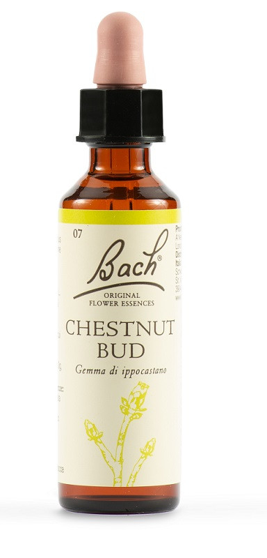 Chestnut bud bach orig 20ml