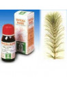 Equiseto 50ml tm specchiasol