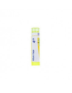 Allium cepa 4ch gr