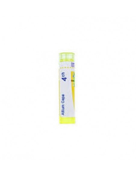 Allium cepa 4ch gr