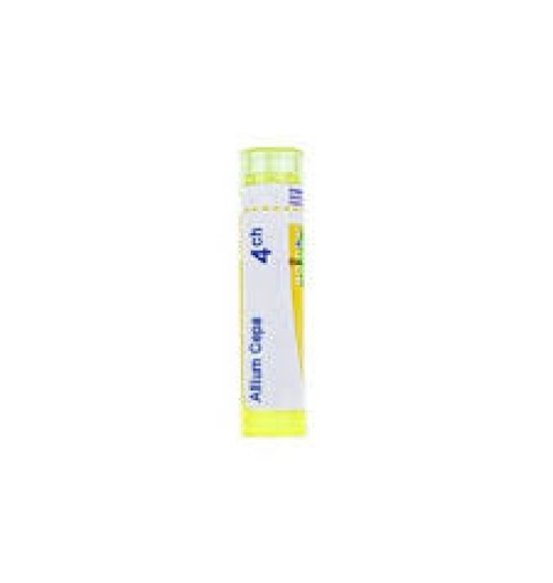 Allium cepa 4ch gr