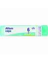 Allium cepa 6ch gr