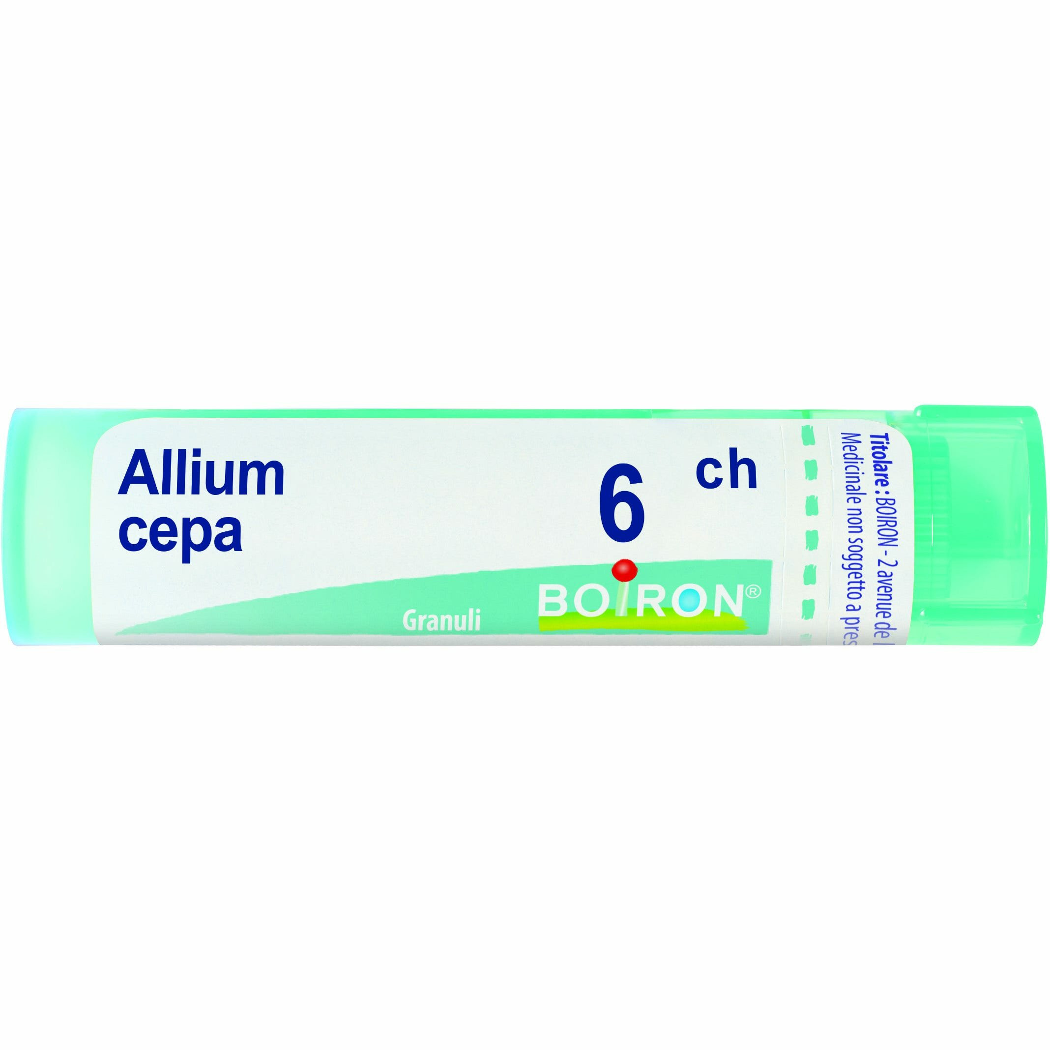 Allium cepa 6ch gr
