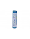 Ambra grisea 9ch gr