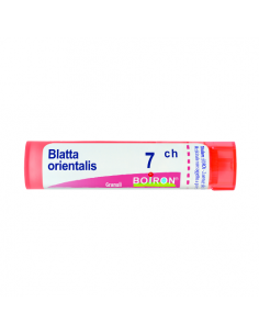 Blatta orientalis 7ch gr