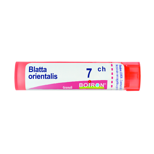 Blatta orientalis 7ch gr
