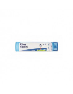 Bo.ribes nigrum 9ch tubo