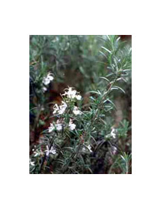 Tsa rosmarinus officinalis50ml