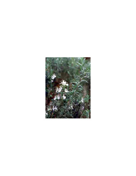 Tsa rosmarinus officinalis50ml