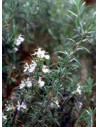 Tsa rosmarinus officinalis50ml