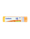 Cantharis 15ch gr