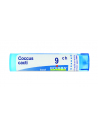 Coccus cacti 9ch gr