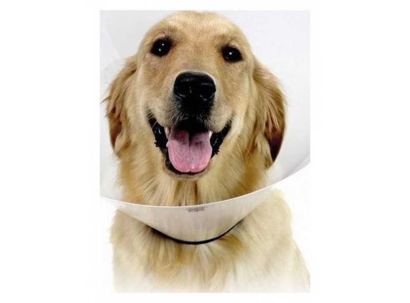 Collare elisab clas op 25 xl