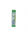 Conium maculatum 5ch gr