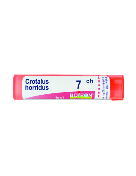 Crotalus horridus 7ch gr