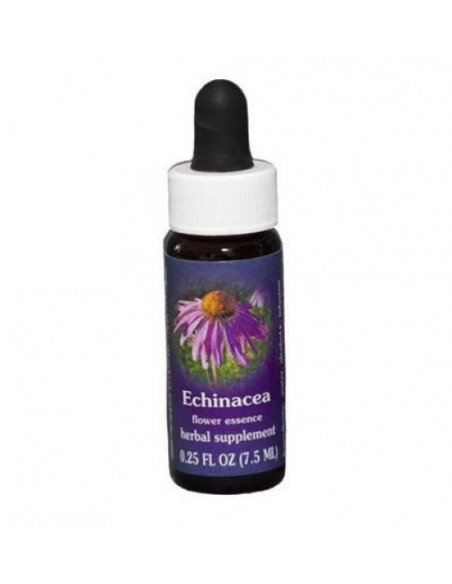 Echinacea ess 7,4ml calf