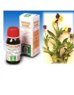 Viola del pensiero 32 50ml tm