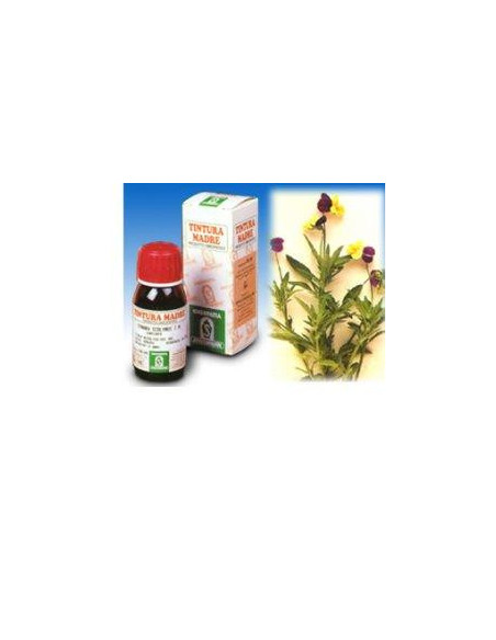 Viola del pensiero 32 50ml tm