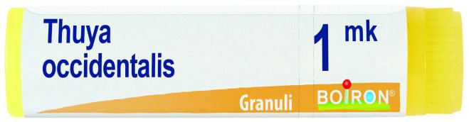 Thuya occident mk gl