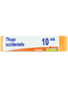 Thuya occident xmk gl