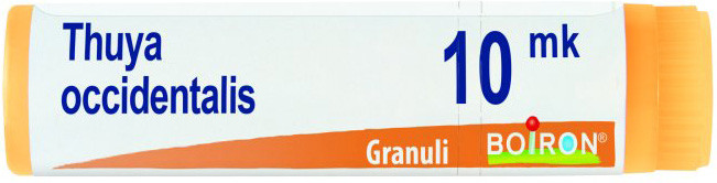 Thuya occident xmk gl