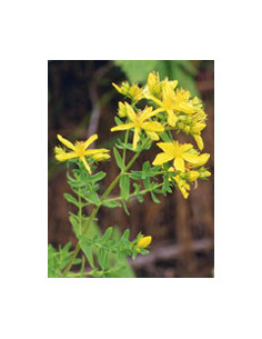 Tsa hipericum perfora 50ml