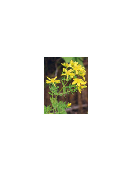 Tsa hipericum perfora 50ml