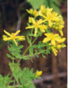 Tsa hipericum perfora 50ml