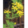 Tsa hipericum perfora 50ml