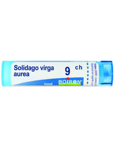 Solidago virga aurea 9ch gr