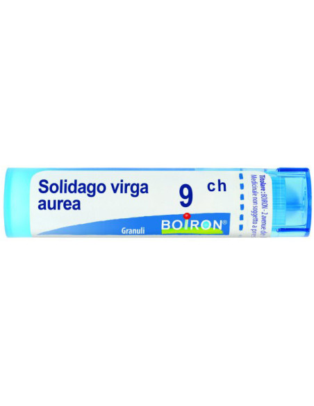 Solidago virga aurea 9ch gr