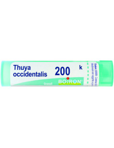 Thuya occident 200k gr