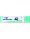 Thuya occident 200k gr
