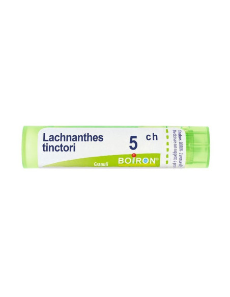 Lachnanthes tinctoria 5ch 80gr