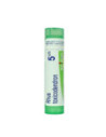 Rhus toxicodendron*5ch 80gr 4g