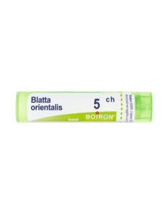 Blatta orientalis 5ch gr