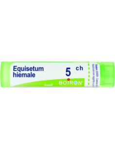 Equisetum hiemale 5ch gr