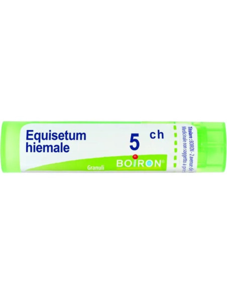 Equisetum hiemale 5ch gr
