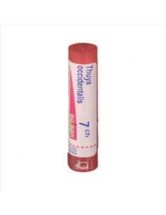 Thuya occident 7ch gr