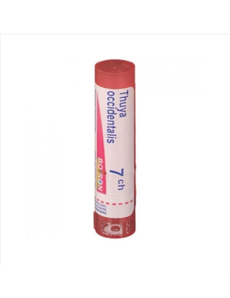 Thuya occident 7ch gr